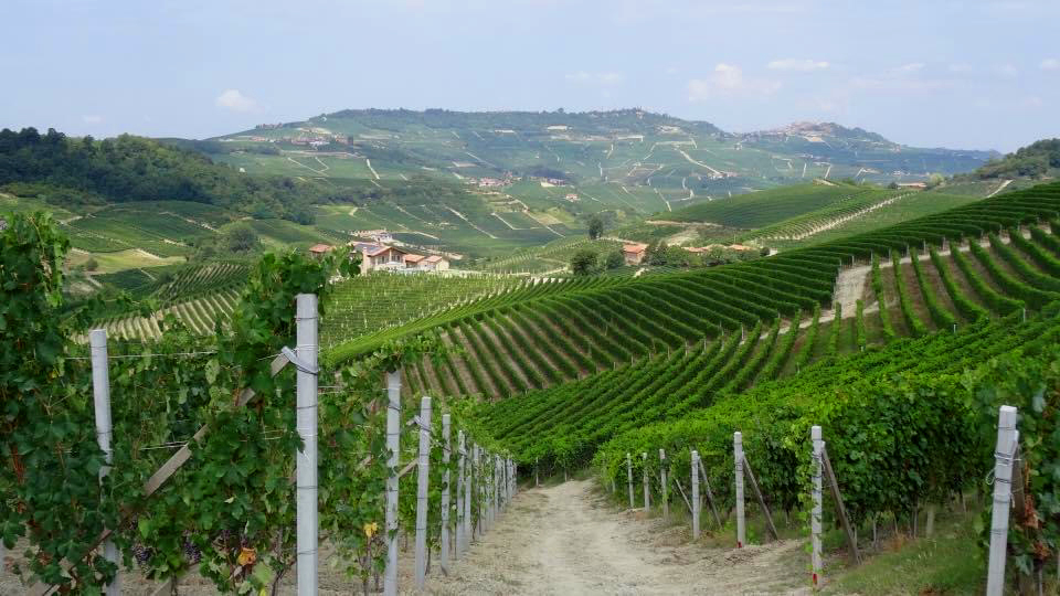filari delle langhe