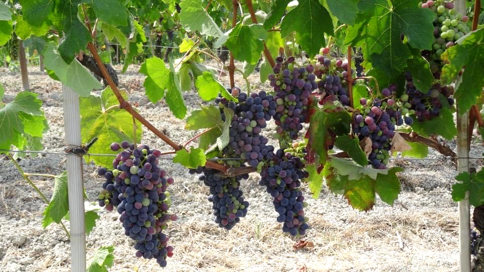 vigneti monforte d'alba